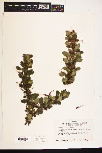 Ribes speciosum image