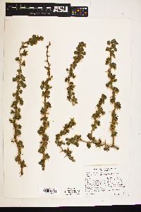 Image of Ribes velutinum