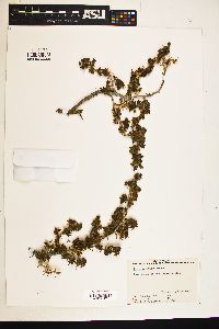 Ribes velutinum image