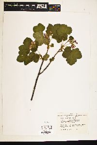 Ribes viscosissimum image