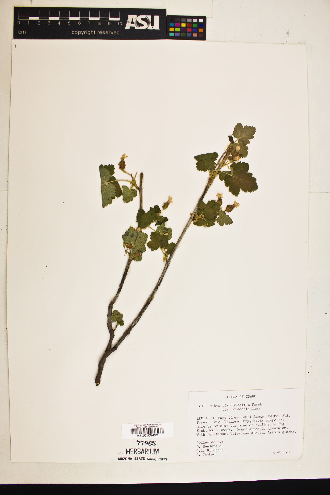 Ribes viscosissimum var. viscosissimum image