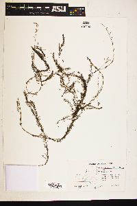 Myriophyllum alterniflorum image