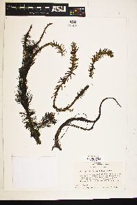 Myriophyllum heterophyllum image