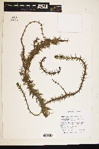 Image of Myriophyllum hippuroides