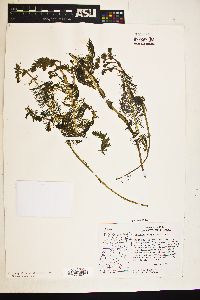 Image of Myriophyllum quitense