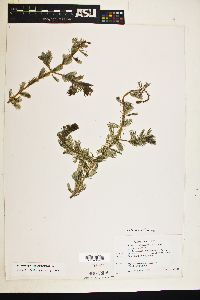 Myriophyllum spicatum image