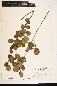 Image of Fothergilla gardenii