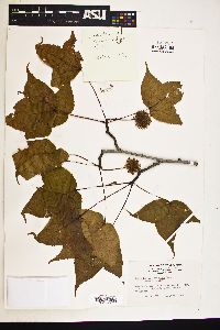 Liquidambar formosana image