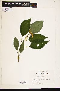 Image Associated With the Occurence