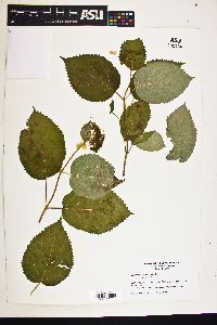 Hydrangea arborescens var. arborescens image