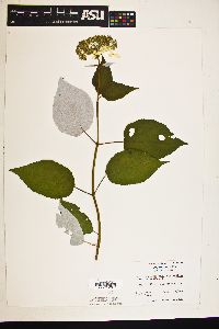 Hydrangea arborescens subsp. radiata image