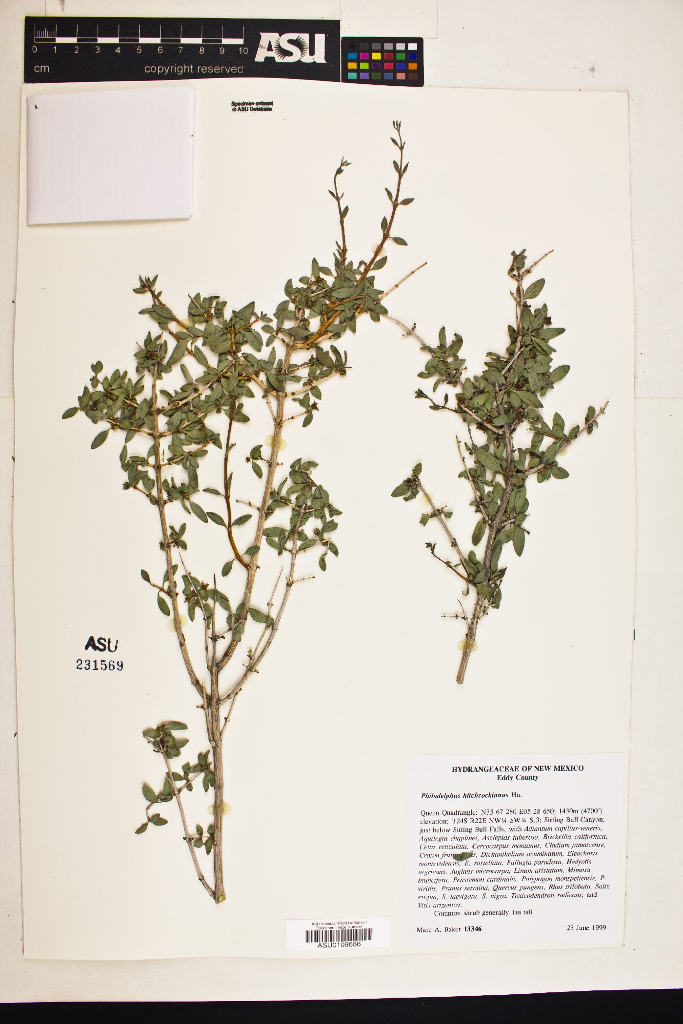 Philadelphus hitchcockianus image