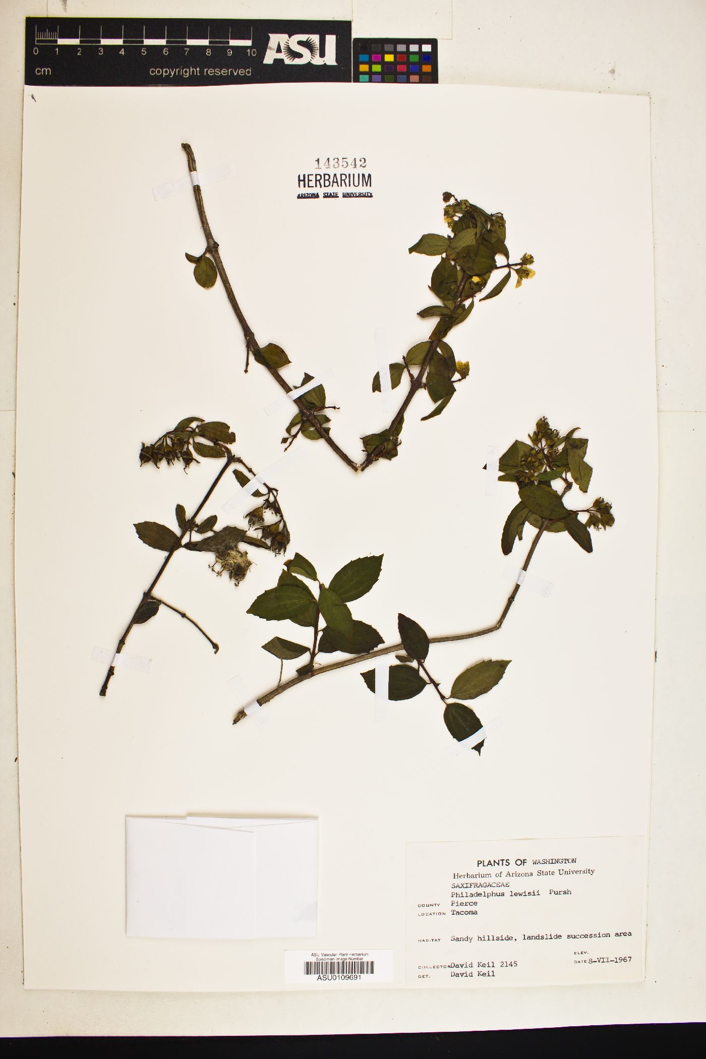 Philadelphus lewisii image