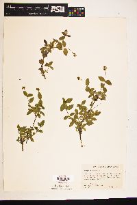 Whipplea modesta image