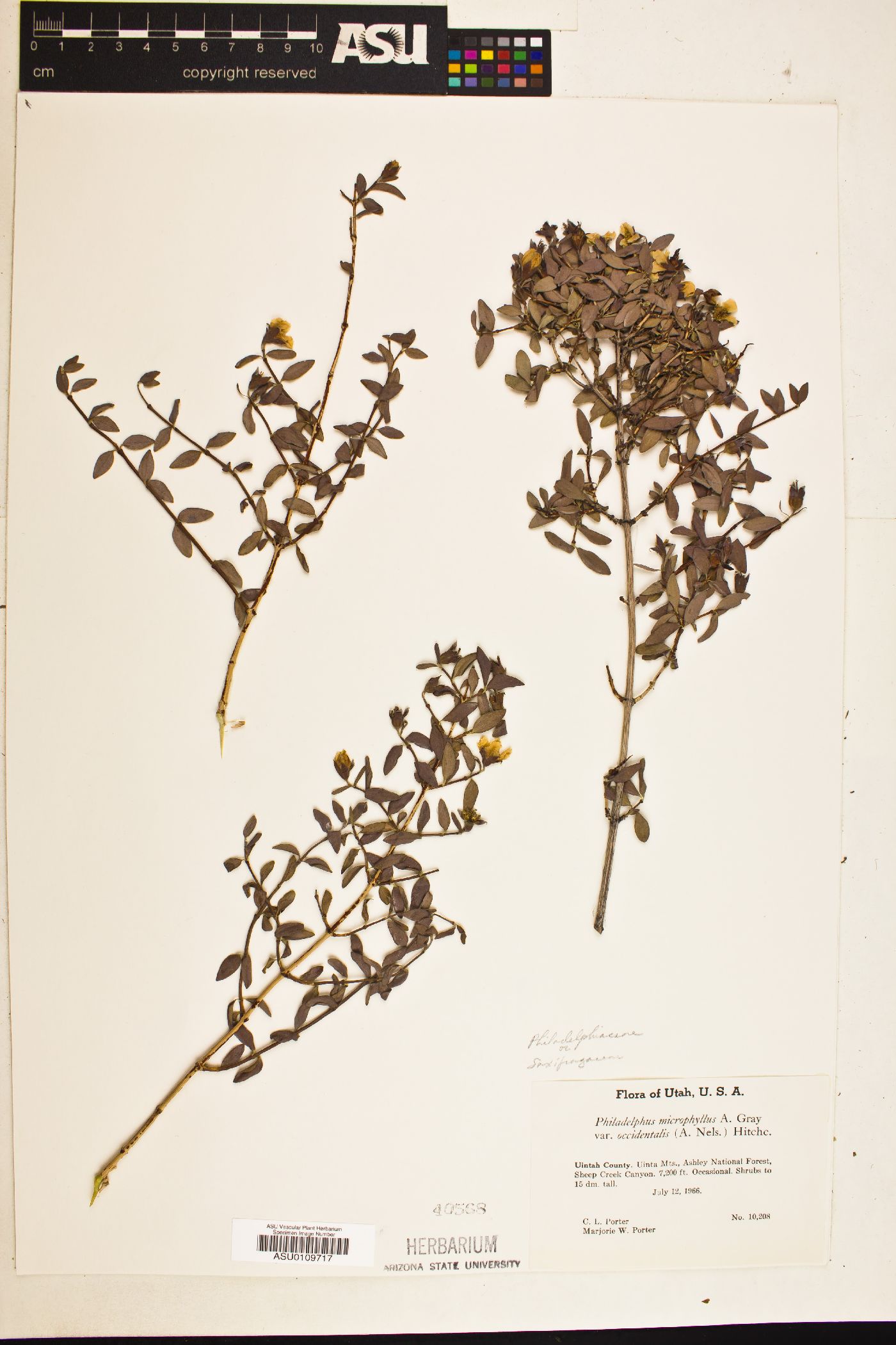 Philadelphus occidentalis var. occidentalis image