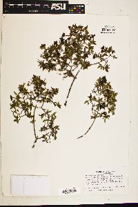 Philadelphus microphyllus image