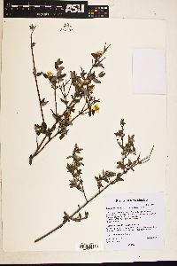 Philadelphus microphyllus image