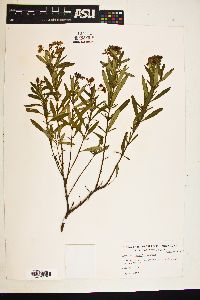 Hypericum densiflorum image