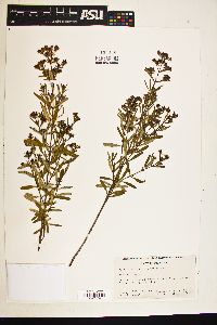 Hypericum densiflorum image