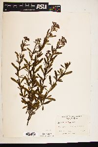 Hypericum densiflorum image