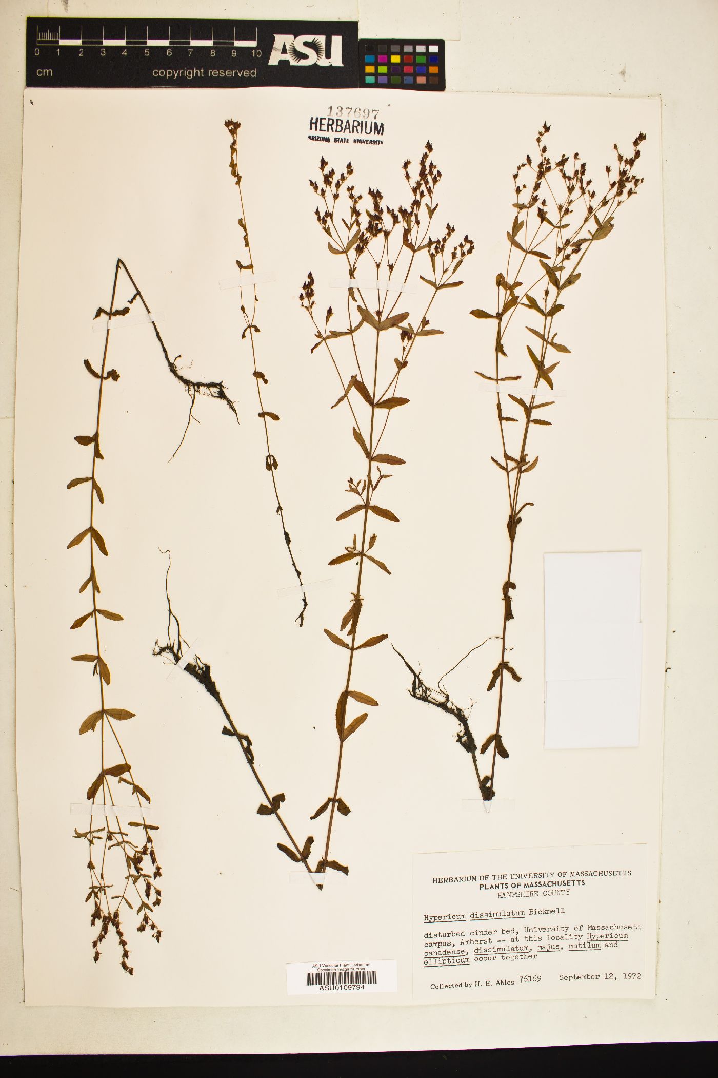 Hypericum dissimulatum image