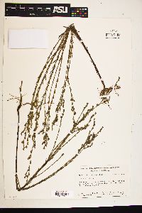 Hypericum drummondii image