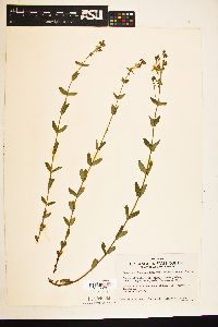 Hypericum scouleri subsp. scouleri image