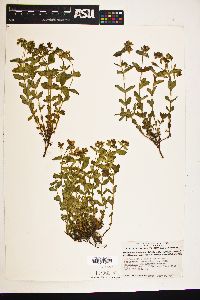 Hypericum scouleri image