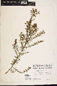 Hypericum galioides image