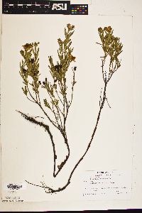 Hypericum kalmianum image