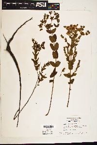 Hypericum myrtifolium image