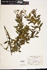 Image of Hypericum nudiflorum