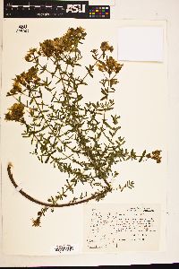 Hypericum perforatum image