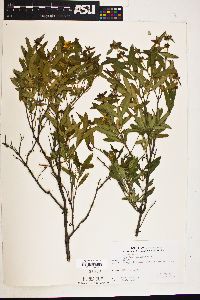 Hypericum prolificum image