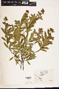 Hypericum prolificum image