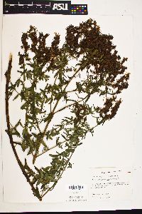 Hypericum perfoliatum image