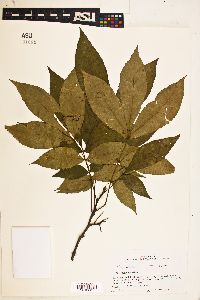 Carya texana image