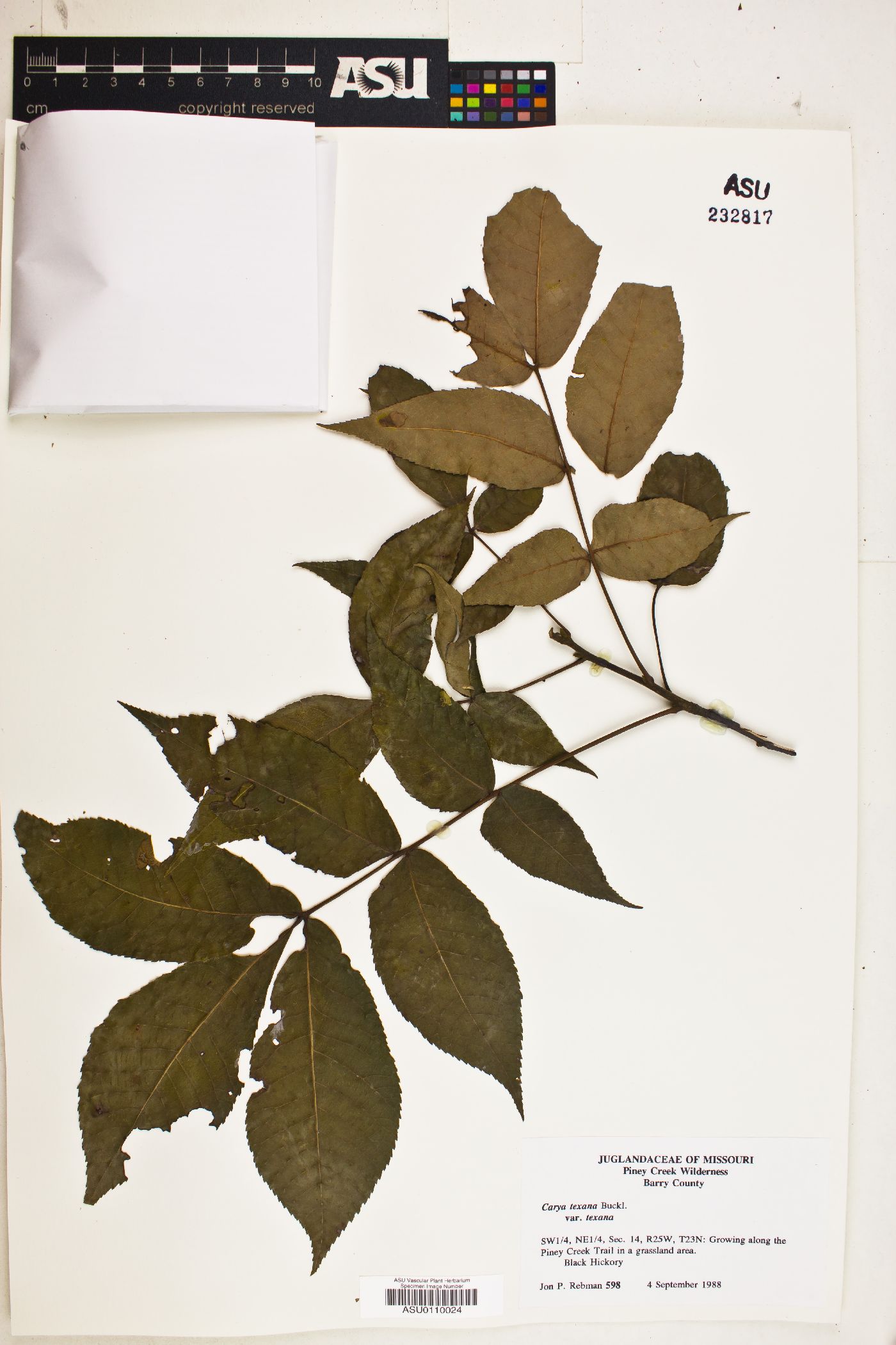Carya texana var. texana image