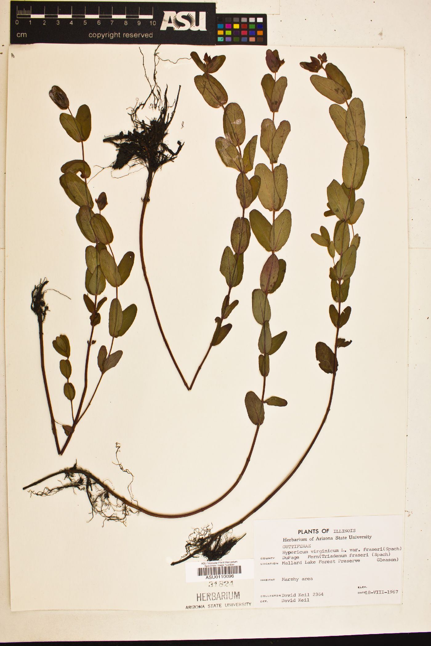 Hypericum virginicum image