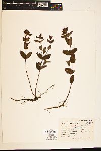 Hypericum virginicum image