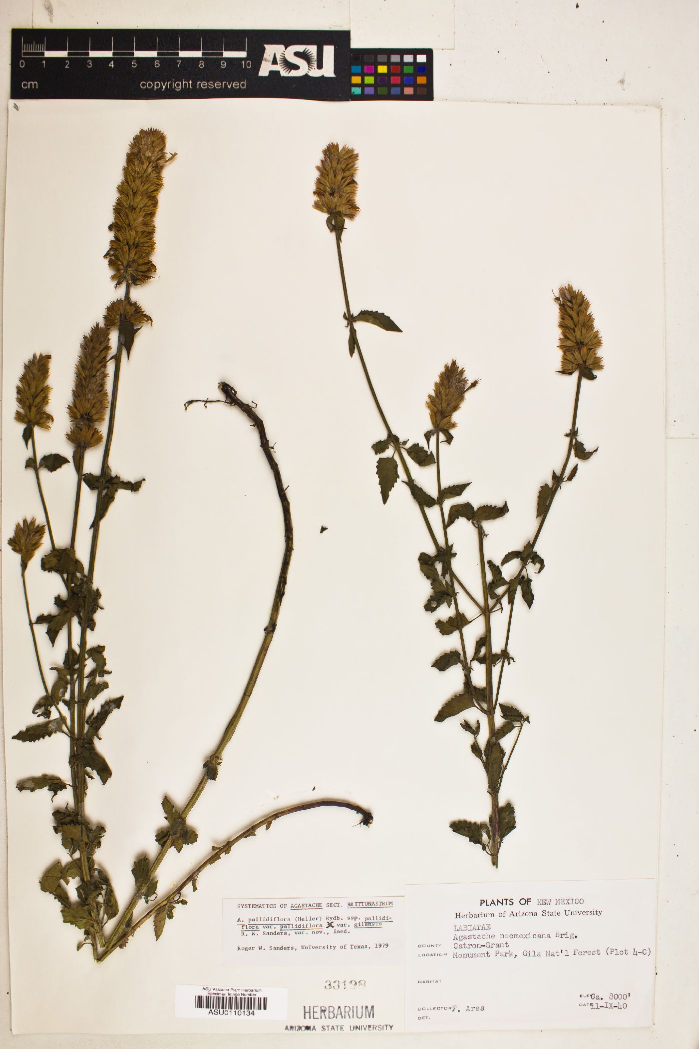 Agastache pallidiflora subsp. pallidiflora var. pallidiflora image