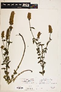 Agastache pallidiflora image