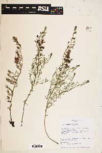 Krameria lanceolata image