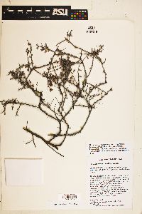 Krameria ramosissima image