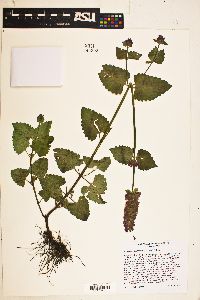 Agastache breviflora image