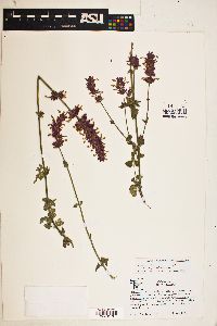 Image of Agastache mearnsii