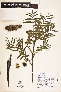 Juglans microcarpa image