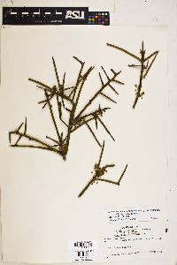 Koeberlinia spinosa var. wivaggii image