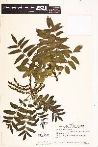 Juglans californica image