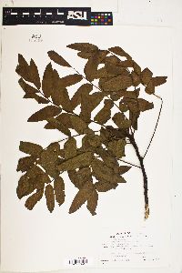 Juglans californica image